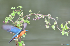 アケビの花とカワセミ
