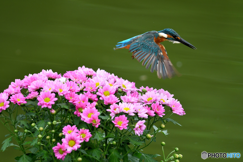 キクとカワセミ