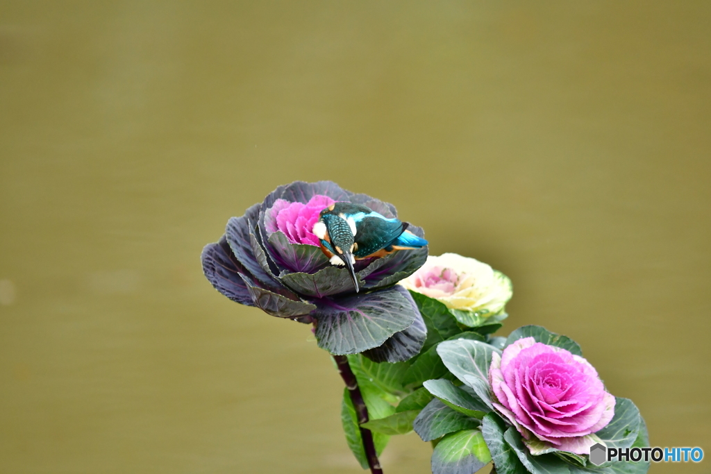 葉ボタンとカワセミ