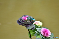 葉ボタンとカワセミ