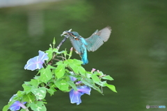 朝顔とカワセミ