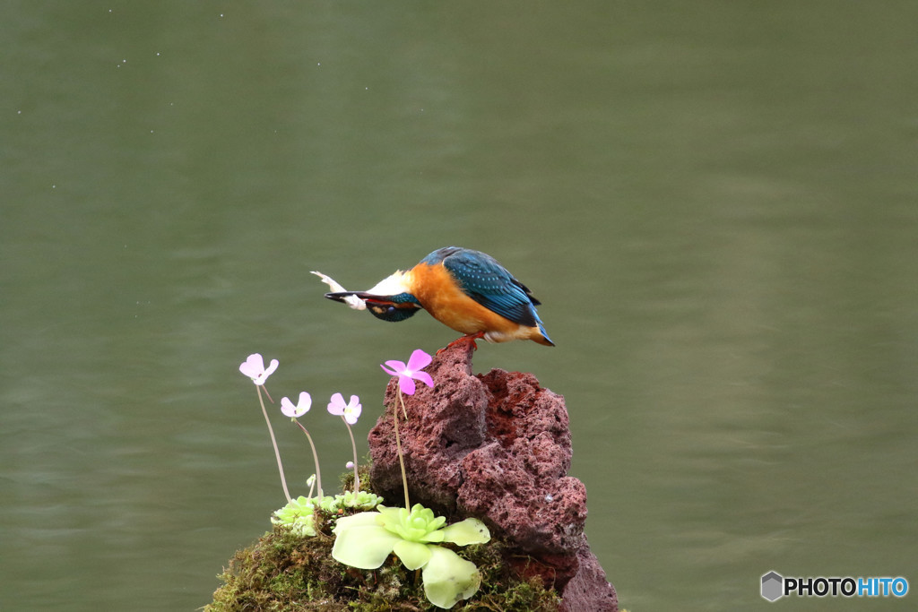 虫取りスミレとカワセミ