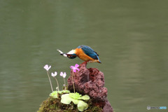 虫取りスミレとカワセミ