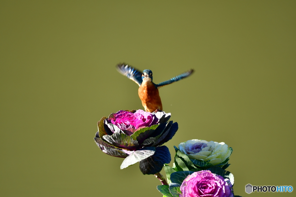 葉牡丹とカワセミ