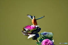 葉牡丹とカワセミ