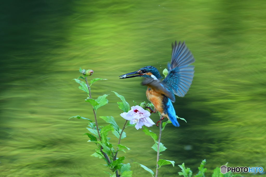 ムクゲとカワセミ
