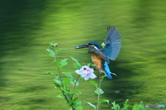 ムクゲとカワセミ