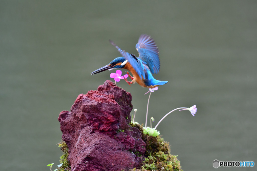 虫取スミレとカワセミ