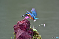 虫取スミレとカワセミ