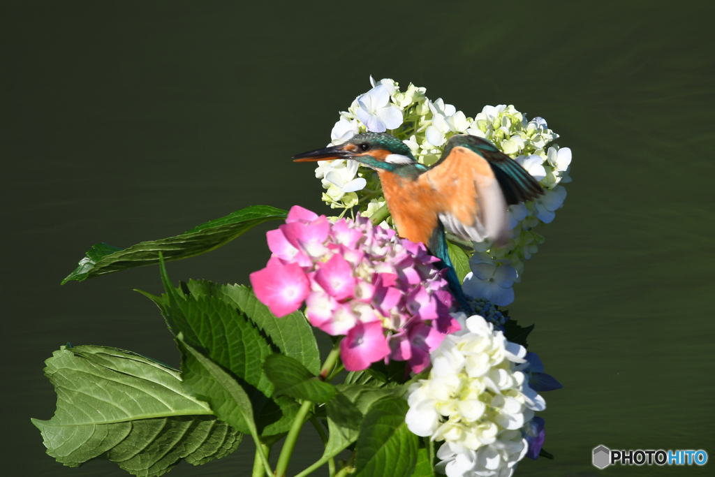 アジサイとカワセミ