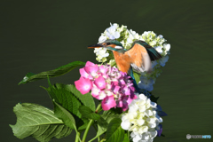 アジサイとカワセミ