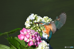 アジサイとカワセミ