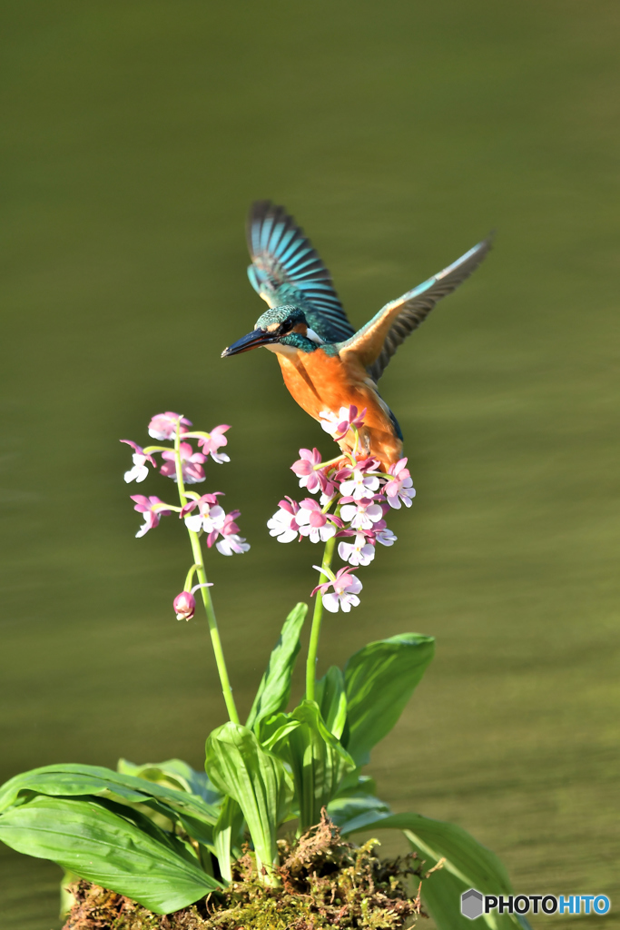 エビネランとカワセミ