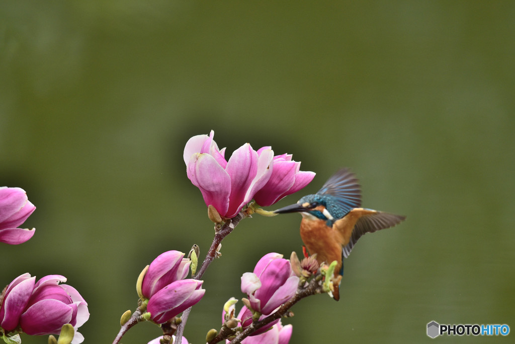 モクレンとカワセミ