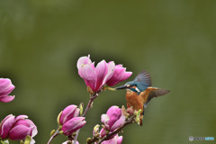 モクレンとカワセミ