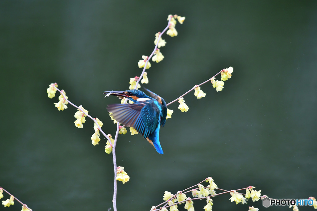 日向ミズキとカワセミ