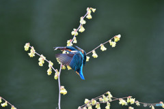 日向ミズキとカワセミ