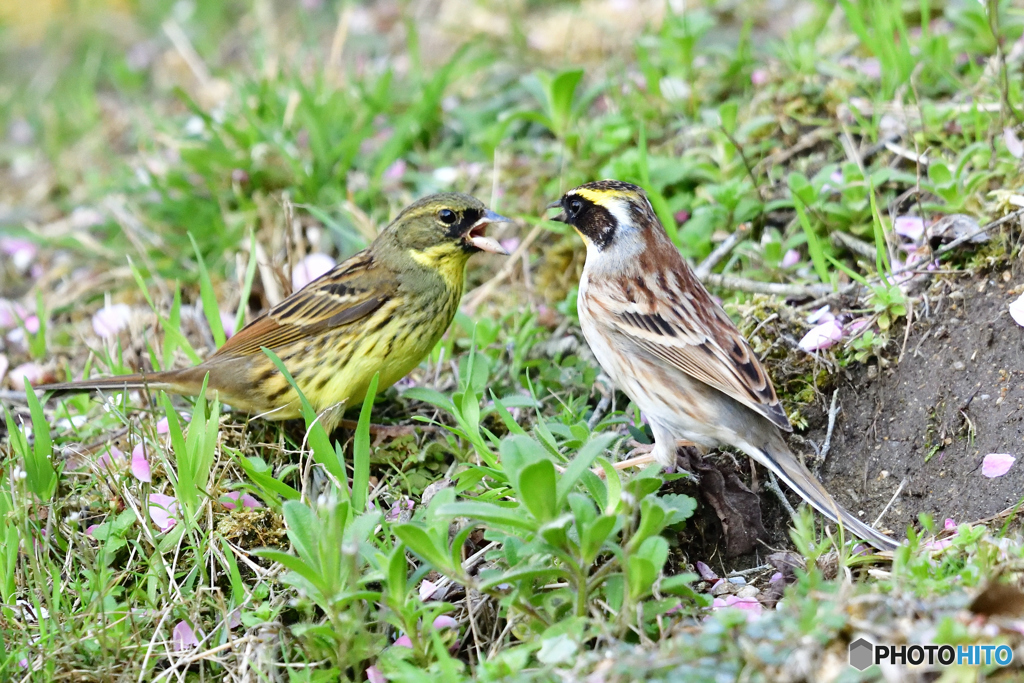 ミヤマホオジロ、バトル