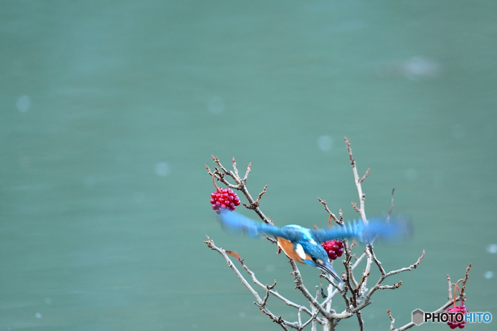 ビナンカズラとカワセミ
