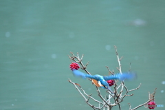 ビナンカズラとカワセミ