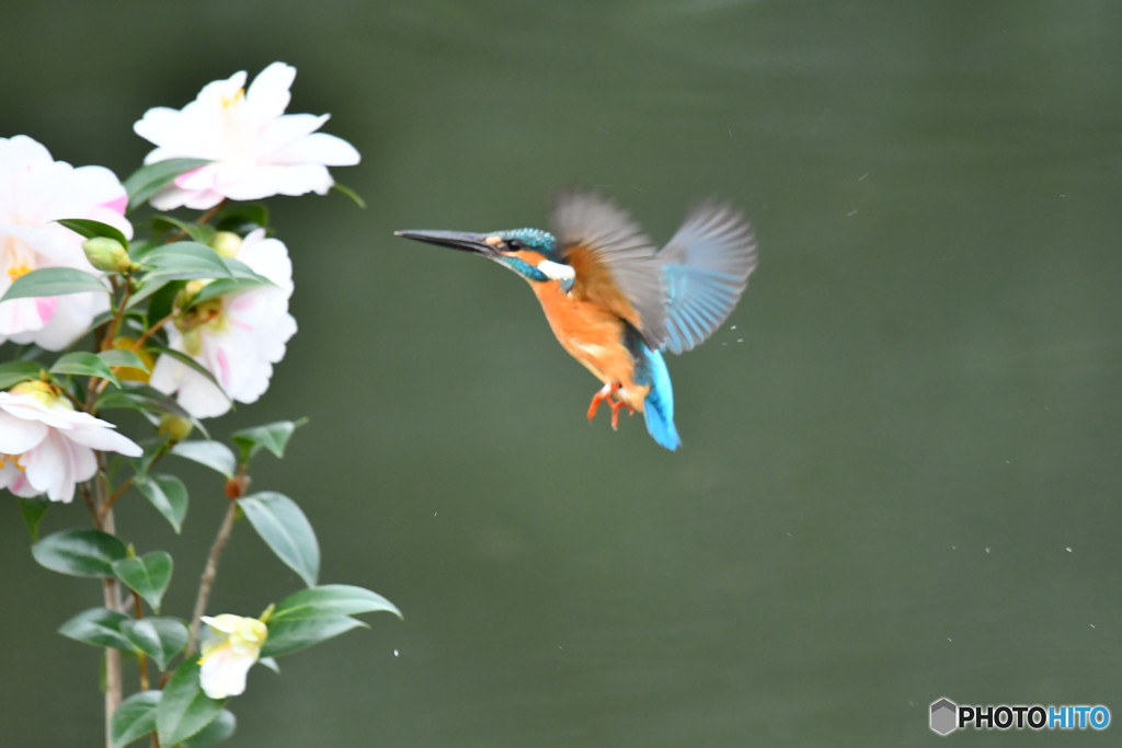 五色ツバキとカワセミ