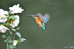 五色ツバキとカワセミ