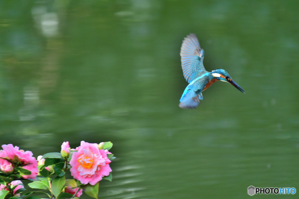 ツバキとカワセミ