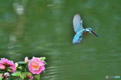 ツバキとカワセミ