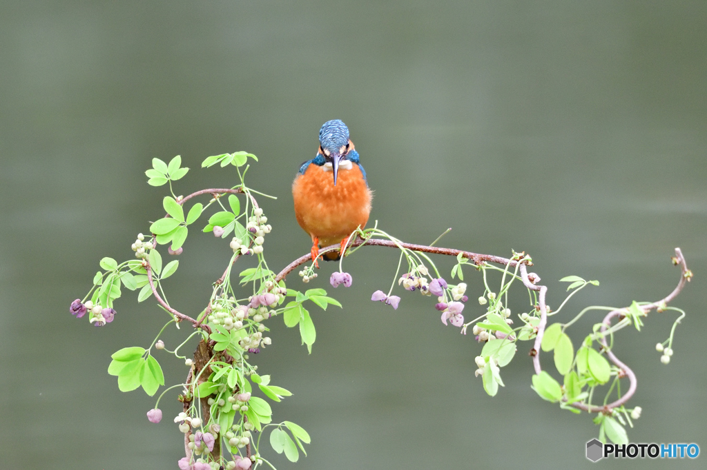 アケビの花とカワセミ