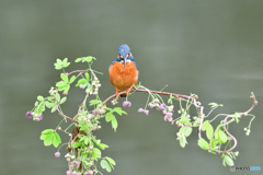 アケビの花とカワセミ