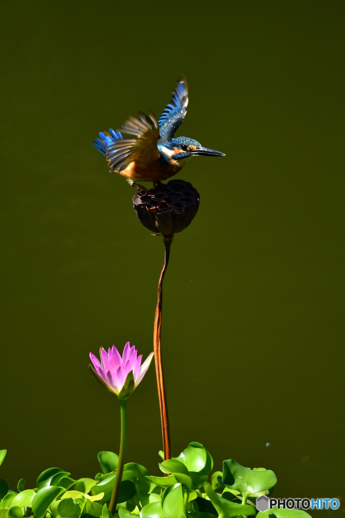 ハスの実とカワセミ