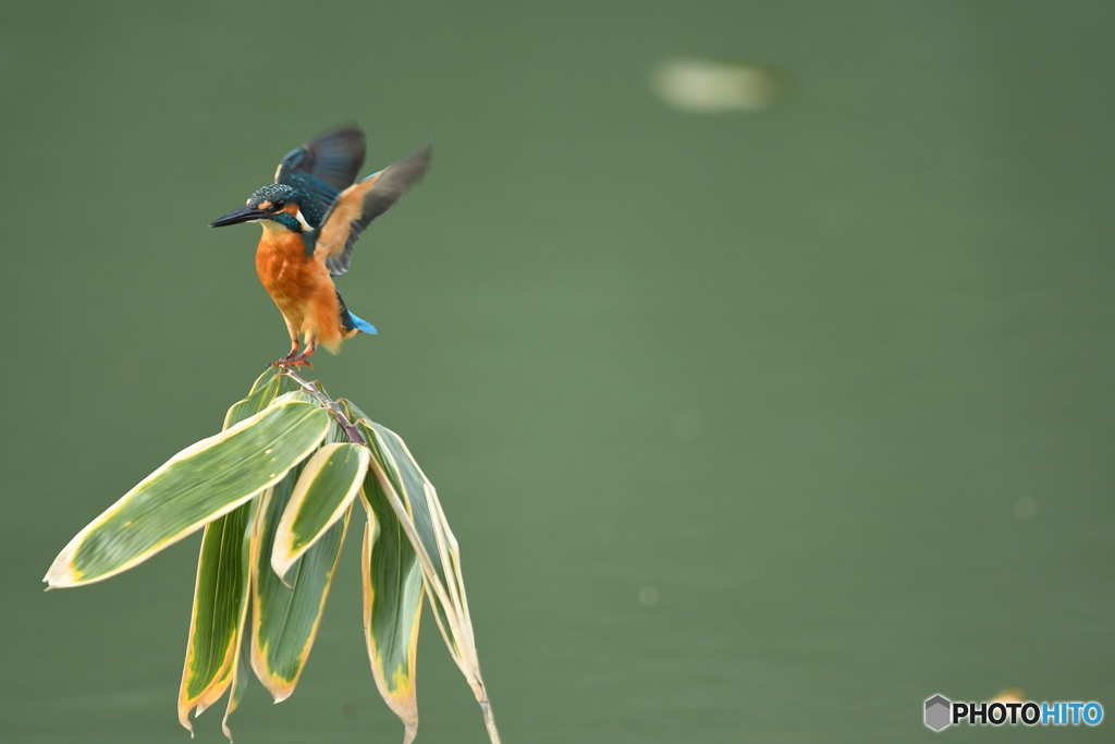 クマザサとカワセミ