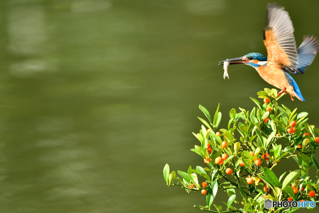 キンズとカワセミ