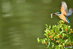 キンズとカワセミ