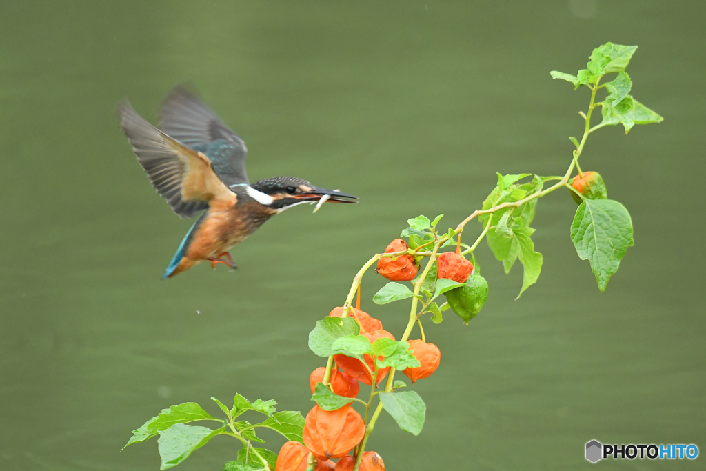 ホオズキとカワセミ