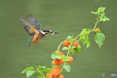 ホオズキとカワセミ