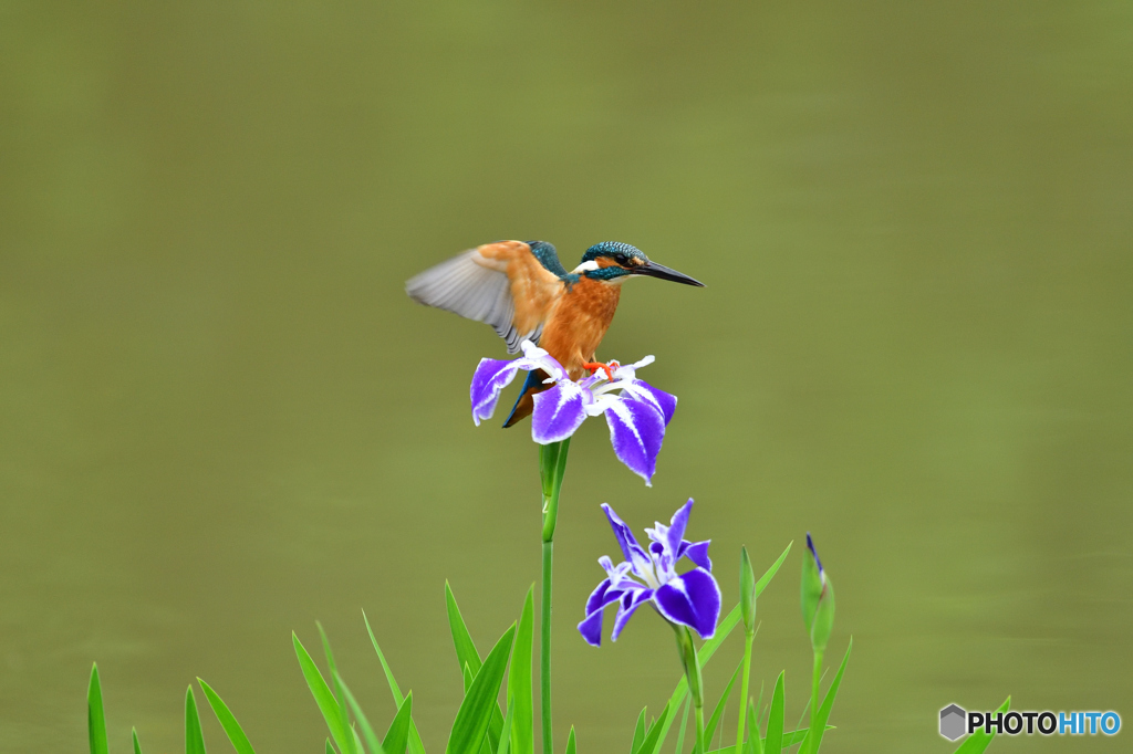 花ショウブとカワセミ