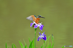 花ショウブとカワセミ