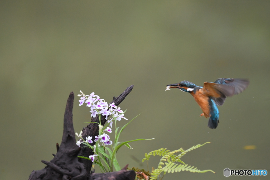 ウチョウランとカワセミ