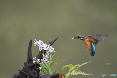 ウチョウランとカワセミ