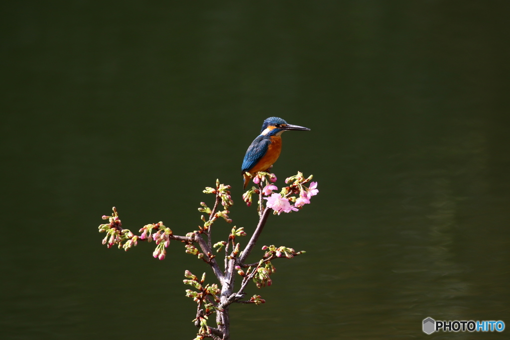 河津桜とカワセミ