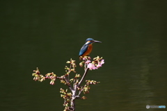 河津桜とカワセミ