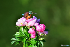 シャクヤクとカワセミ