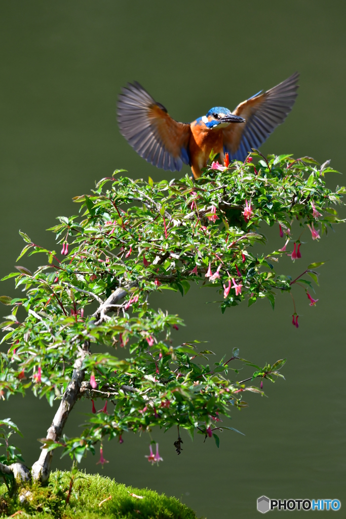 ウグイスカグラとカワセミ
