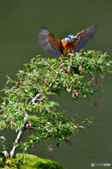 ウグイスカグラとカワセミ