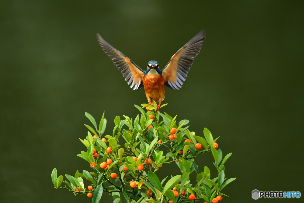 キンズとカワセミ