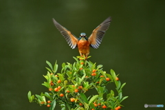 キンズとカワセミ