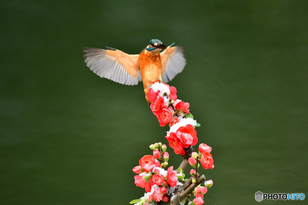 ボケの花とカワセミ