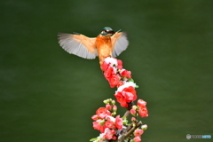 ボケの花とカワセミ