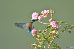 サザンカとカワセミ